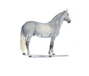 cavalos/coudelarias_lusitano/mini/bem_me_quer.jpg