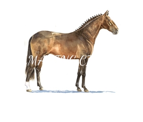 cavalos/coudelarias_lusitano/mini/califa-ii_36_5x44cm_pequena_1529076209.jpg