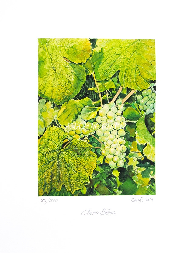 Chenin Blanc