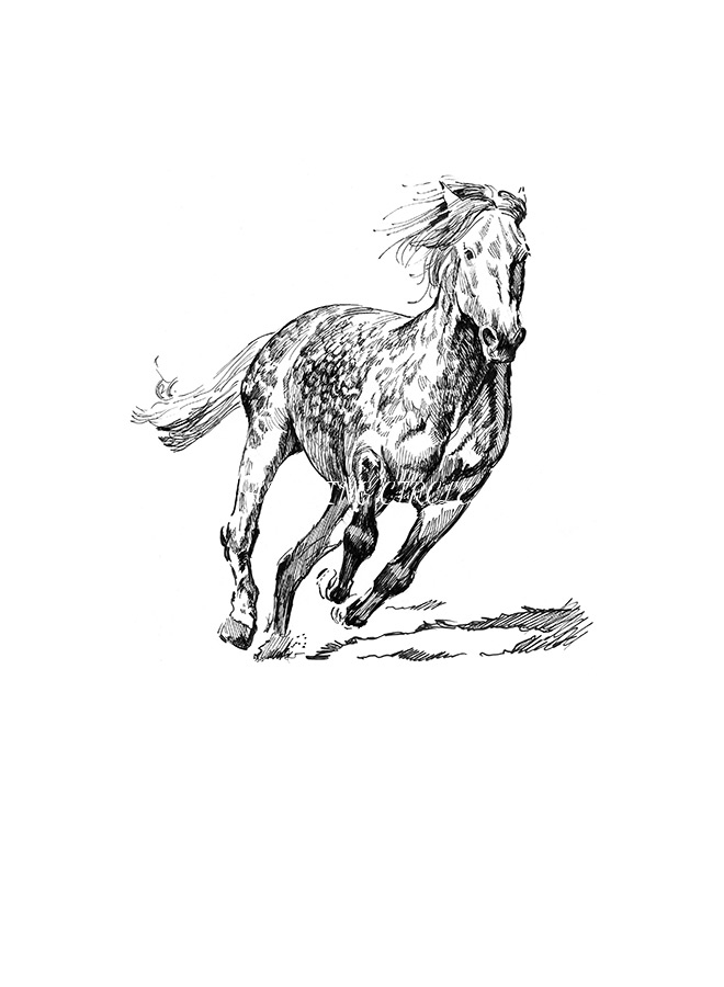 Lusitano D