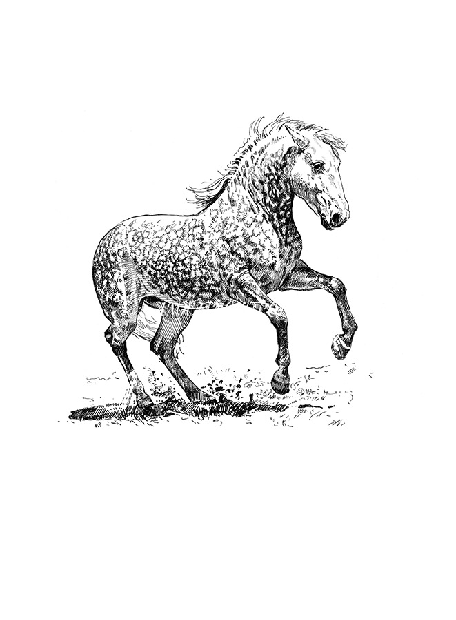 Lusitano I