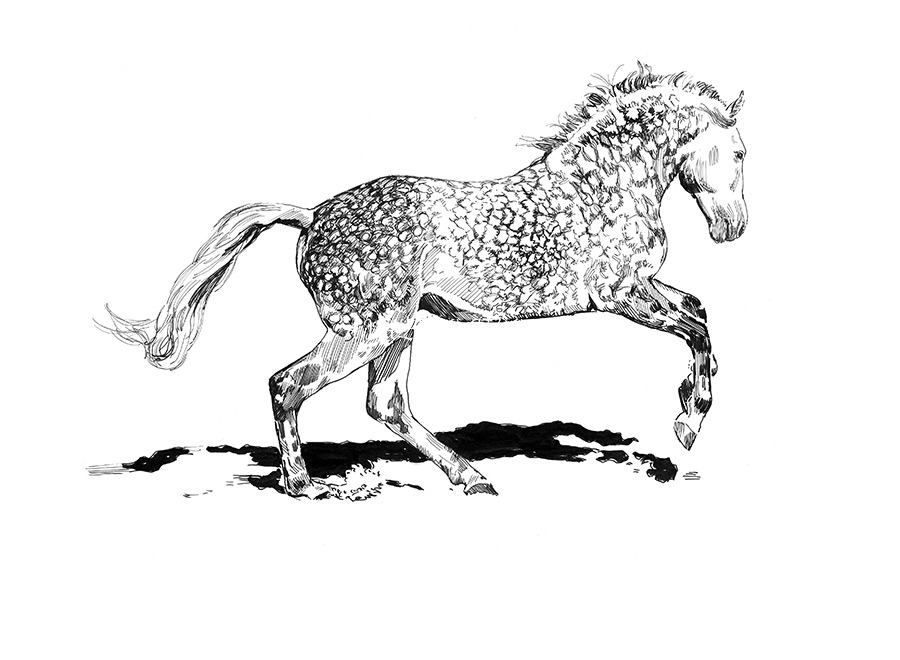 Lusitano VII