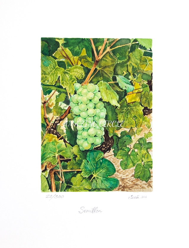 Semillon