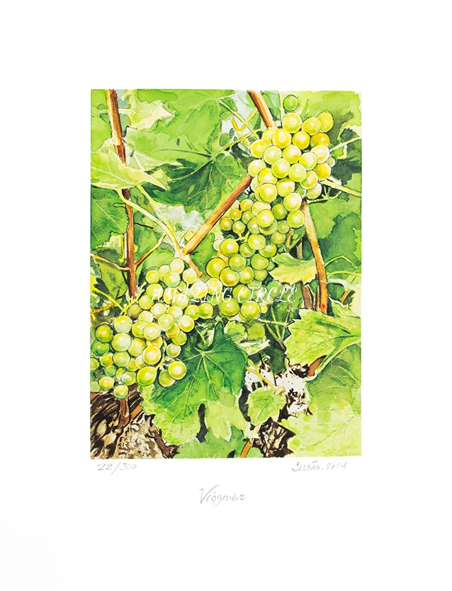 Viognier